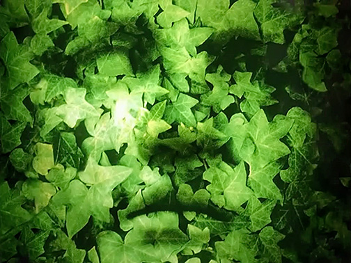 Cathedral Oceans III 0033