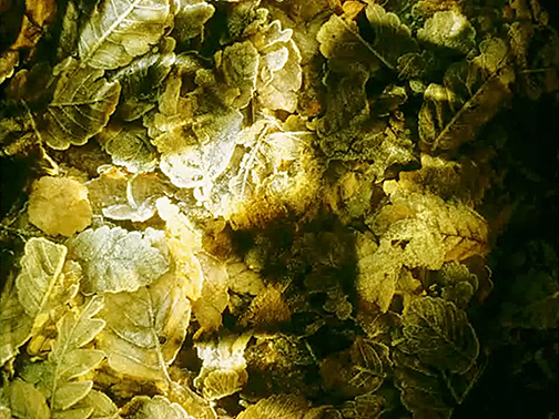 Cathedral Oceans III 0056